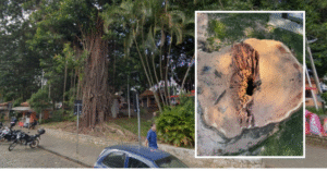 Árvores com risco de queda passam por remoção na Praça do Mercado