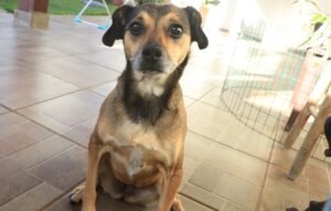 feira de adoção de cães e gatos em Atibaia