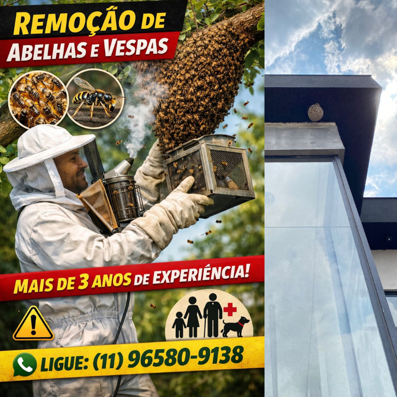 retirada de Abelhas