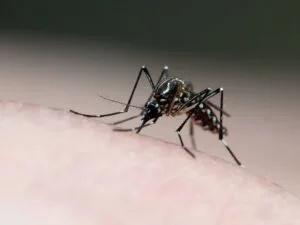 Prefeitura de Atibaia combate à dengue
