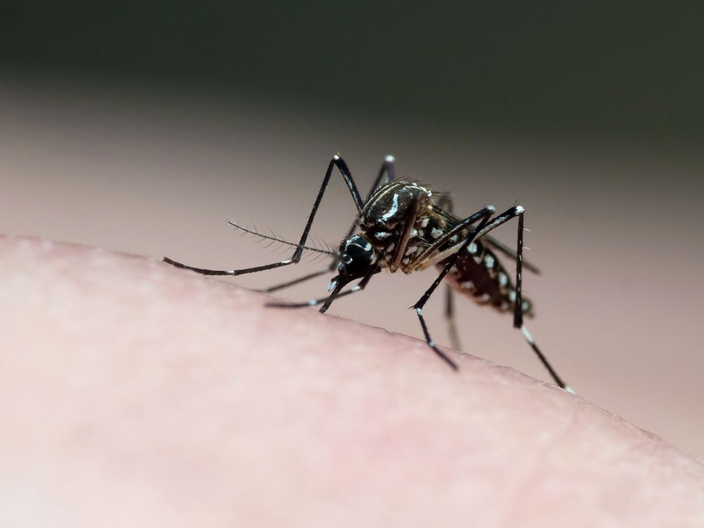 Prefeitura de Atibaia reforça ações de combate à dengue