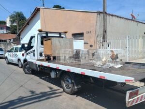 Polícia Militar prende indivíduo por maus-tratos a animais em Piracaia.