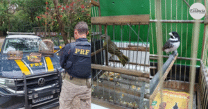 PRF flagra transporte ilegal de aves silvestres na Rodovia Fernão Dias.