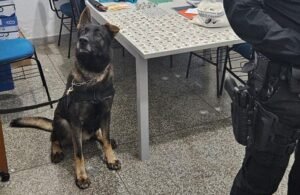 Canil da GCM de Atibaia auxiliou na operação policial que levou à detenção de seis indivíduos em Bom Jesus dos Perdões.