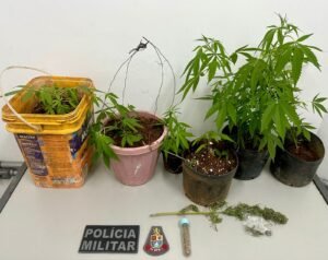 Polícia Militar prende indivíduo que cultivava maconha em sua residência em Atibaia.