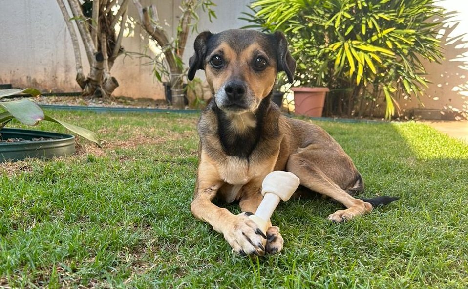 feira de adoção de cães e gatos em Atibaia