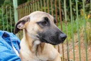 Natal Solidário promove dia de diversão para cães e arrecadação de ração em Atibaia