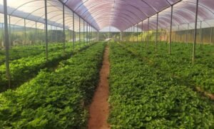 Linha de crédito do FEAP Morango reforça apoio aos produtores de Atibaia