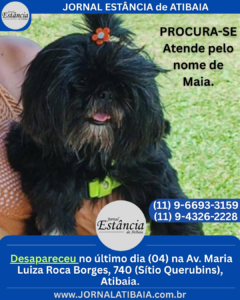 Cachorro desapareceu em Atibaia Desapareceu: Atende pelo nome de Maia