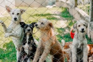feira de adoção de cães e gatos