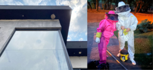 Remoção de abelhas, apicultor Maikon Santos em Atibaia