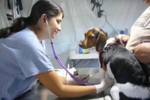 Mutirões de Castração