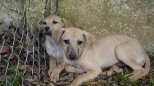 Defesa Animal feira de adoção