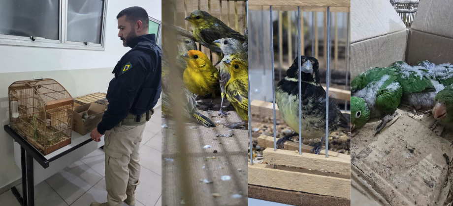 PRF - Rodovia Fernão Dias (BR-381), em Atibaia