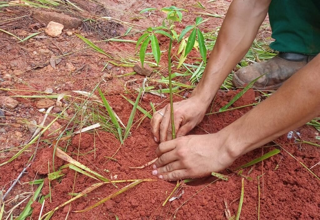 Plantio de 350 mudas nativas no San Fernando Valley