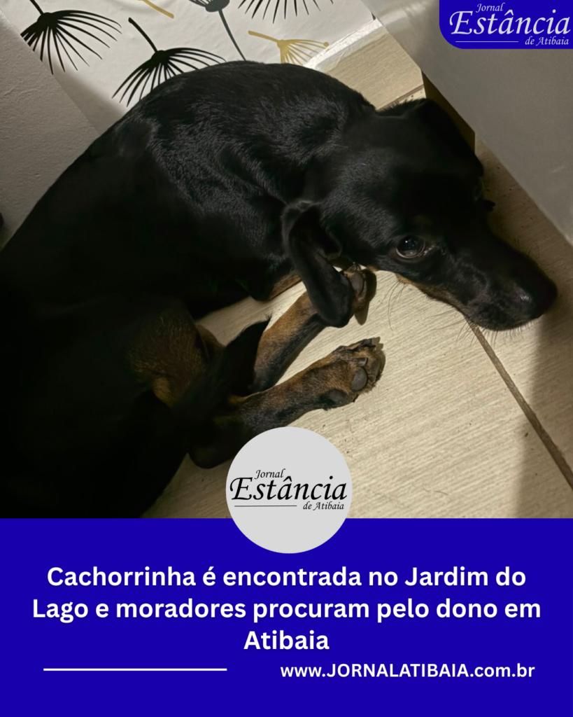 Cachorrinha é encontrada no Jardim do Lago, em Atibaia