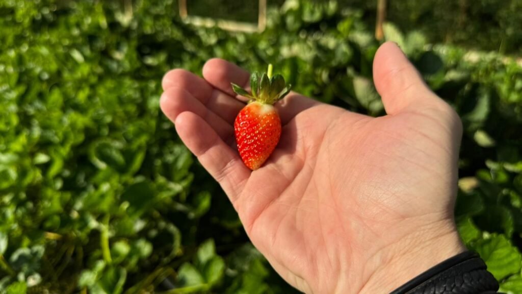 Prefeitura de Atibaia, mudas de morango a produtores rurais