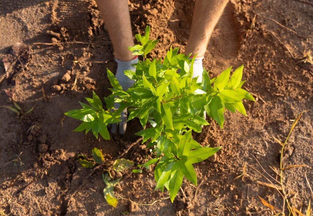 plantio de árvores em frente à ETEC Atibaia