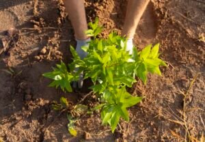 plantio de árvores em frente à ETEC Atibaia