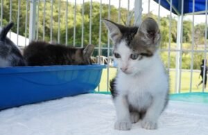 feira de adoção de cães