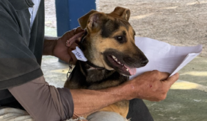 mutirão de castração de cães e gatos