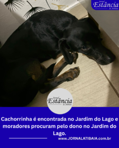 Cachorrinha é encontrada no Jardim do Lago