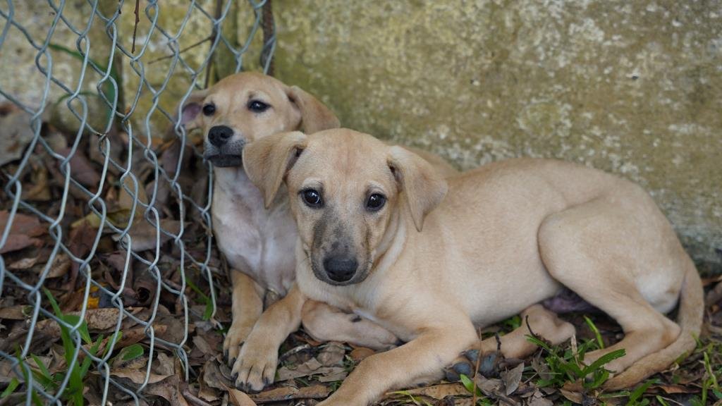 feira de adoção de cães