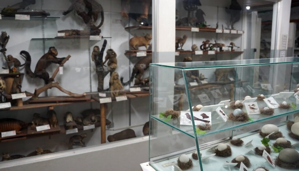 Museu do Parque Edmundo Zanoni