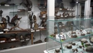 Museu do Parque Edmundo Zanoni