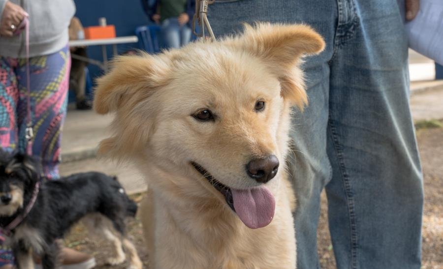 Prefeitura de Atibaia abre inscrições para mutirão de castração de cães e gatos no dia 13 de abril