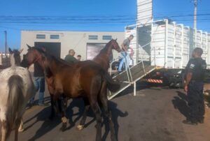 cavalos no bairro Bella Atibaia.