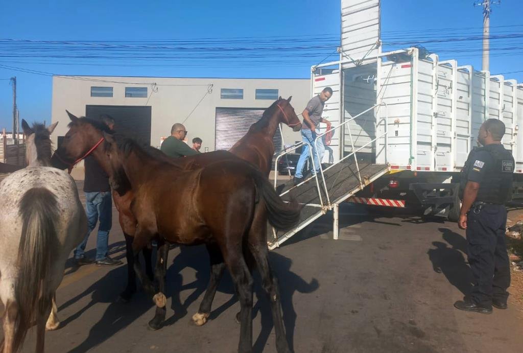 cavalos no bairro Bella Atibaia.