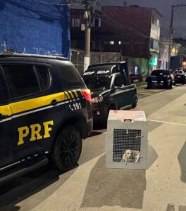 cão ferido após atropelamento na Fernão Dias