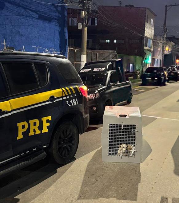 cão ferido após atropelamento na Fernão Dias