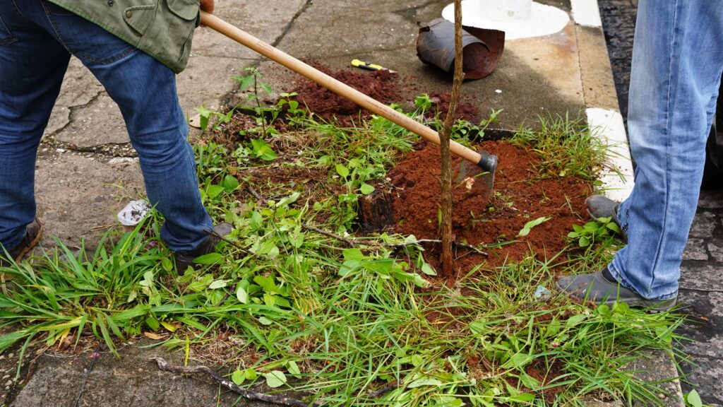 Arborização urbana avança em Atibaia
