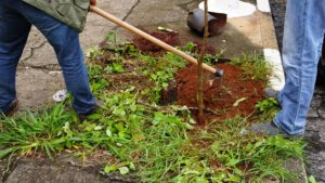 Arborização urbana avança em Atibaia