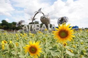 Girassóis reforçam Programa Atibaia Florida