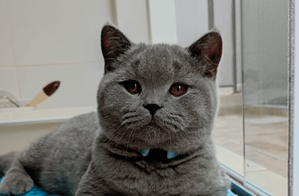 feira de adoção de cães e gatos em Atibaia