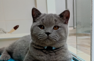 feira de adoção de cães e gatos em Atibaia