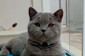 feira de adoção de cães e gatos em Atibaia