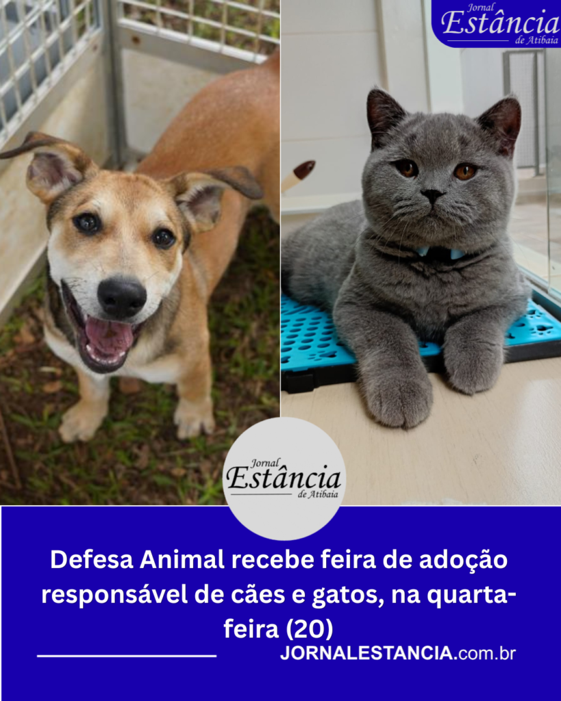 feira de adoção
