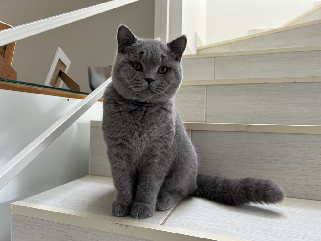 Adoção de cães e gatos em Atibaia.