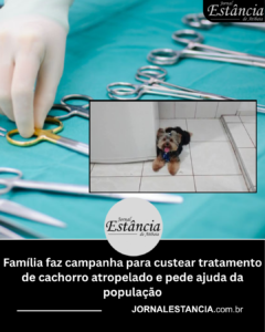 Família faz campanha para custear tratamento de cachorro atropelado e pede ajuda da população