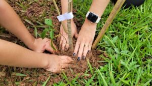 Fórum Municipal de Atibaia recebe arborização com árvores nativas e ação de educação ambiental