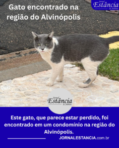 Gato é encontrado na região do Alvinópolis