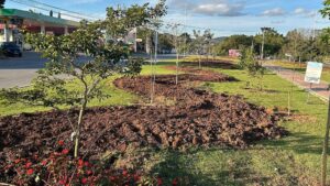 Prefeitura realiza plantio de 400 mudas
