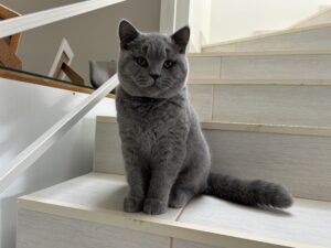 Atibaia protetores de Animais