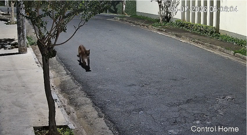 Onça-parda é flagrada em Atibaia