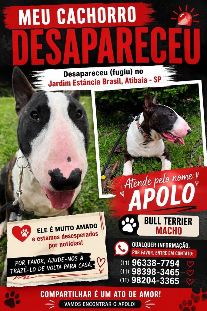 Bull Terrier desaparece no Jardim Estância Brasil, em Atibaia