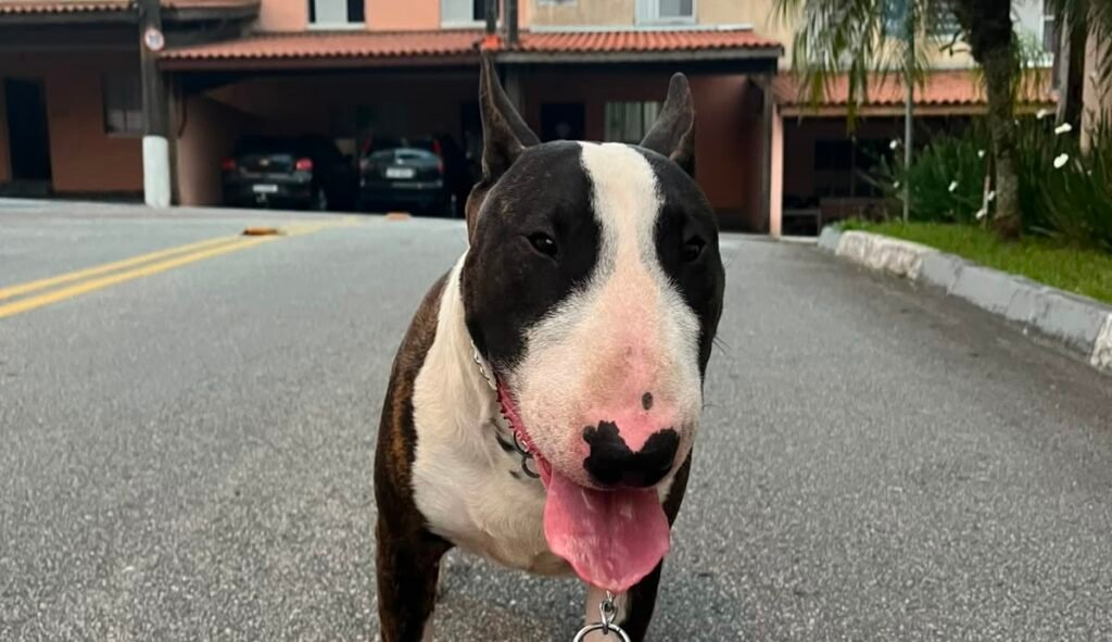Apolo: Bull Terrier desaparece no Jardim Estância Brasil, em Atibaia